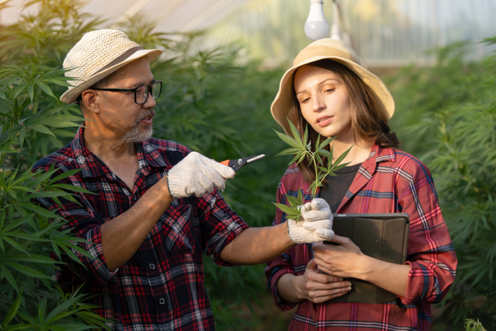 A cannabis cultivator explaining the function of the plant to a researcher