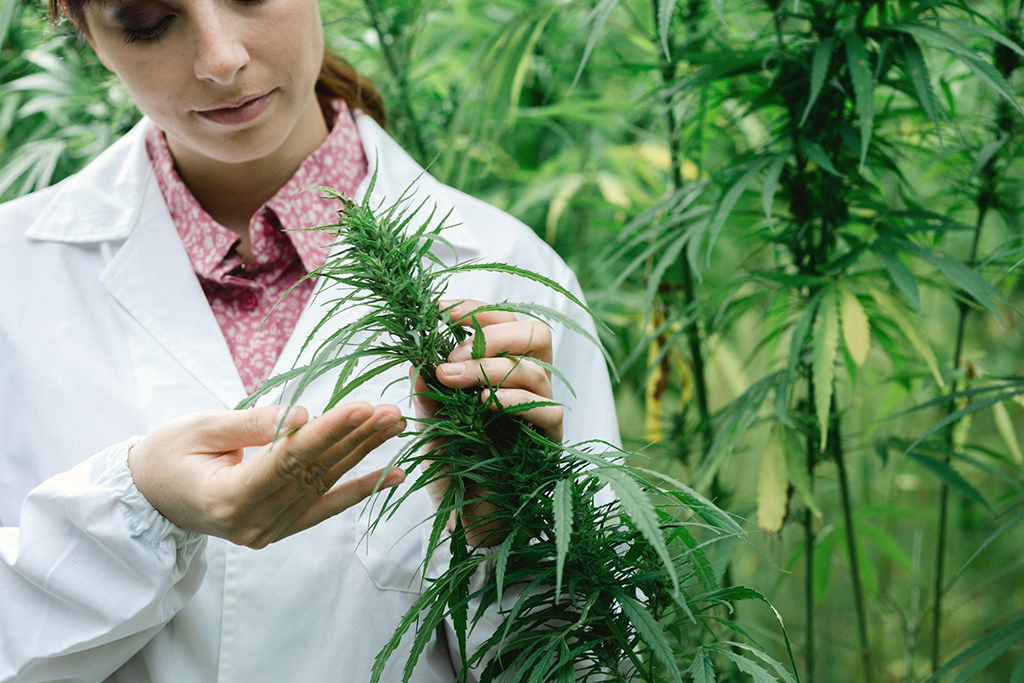 A scientist checking hemp flower