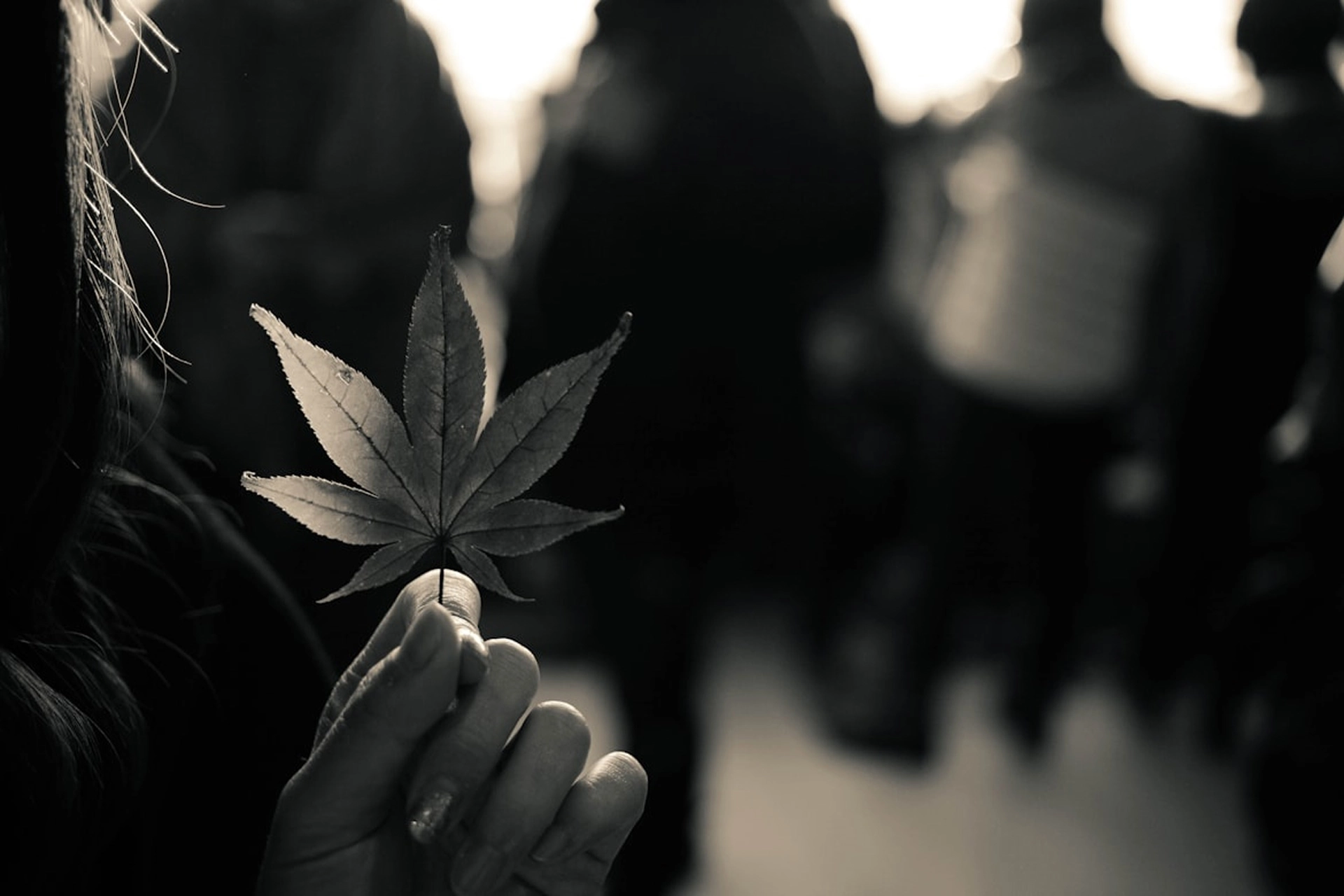 A cannabis leaf held up by a person, other people blurred in background