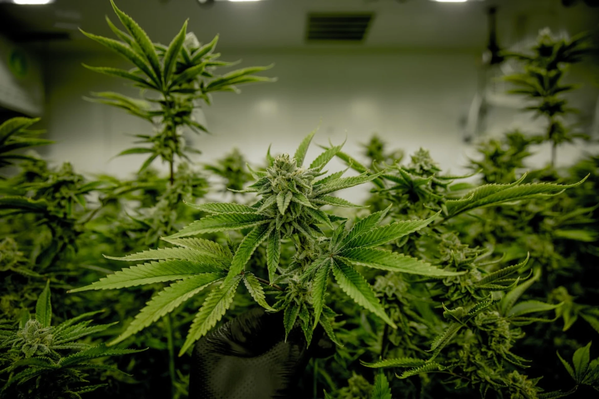 A grow room with bountiful cannabis plants ready for harvest