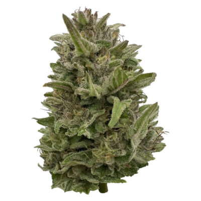 Deelish Pretty Chill Indica