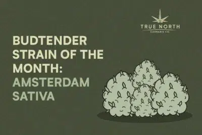 Strain of the Month: Amsterdam Sativa | True North Cannabis Co