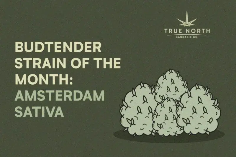 Strain of the Month: Amsterdam Sativa | True North Cannabis Co