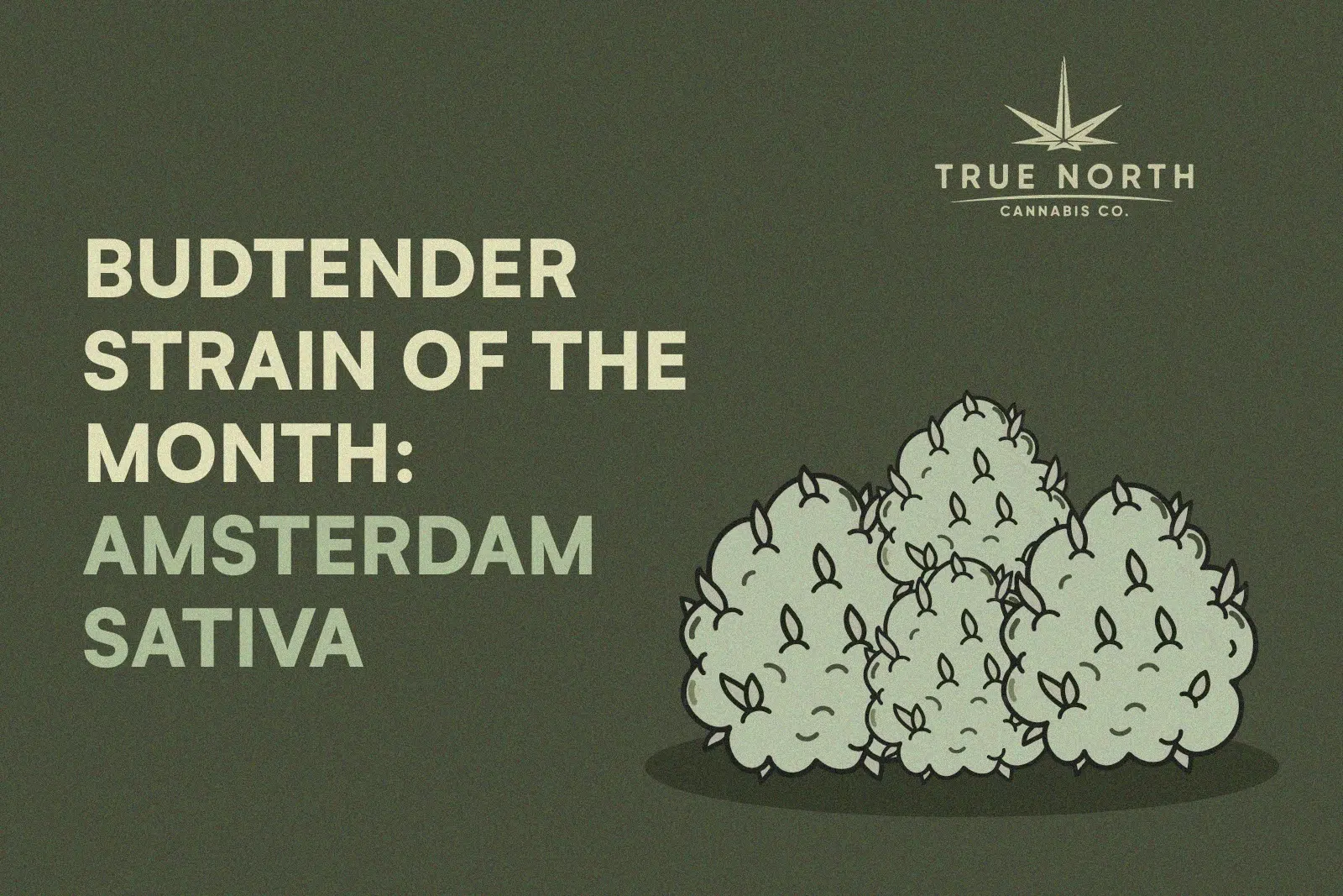 Strain of the Month: Amsterdam Sativa | True North Cannabis Co